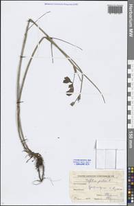 Trifolium pratense L., Eastern Europe, Moscow region (E4a) (Russia)