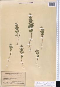 Lallemantia royleana (Benth.) Benth., Middle Asia, Pamir & Pamiro-Alai (M2) (Uzbekistan)
