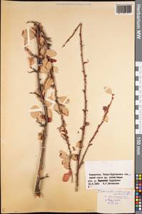 Cotoneaster melanocarpus G.Lodd., Middle Asia, Dzungarian Alatau & Tarbagatai (M5) (Kazakhstan)