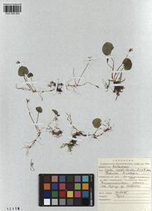 Viola epipsila subsp. repens (Turcz.) W. Becker, Siberia, Altai & Sayany Mountains (S2) (Russia)