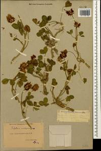 Trifolium ambiguum M.Bieb., Caucasus, Dagestan (K2) (Russia)