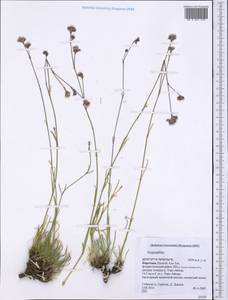 Gypsophila, Middle Asia, Northern & Central Tian Shan (M4) (Kyrgyzstan)