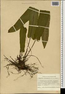 Asplenium scolopendrium subsp. scolopendrium, Caucasus, Azerbaijan (K6) (Azerbaijan)