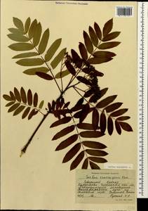 Sorbus aucuparia L., Caucasus, Stavropol Krai, Karachay-Cherkessia & Kabardino-Balkaria (K1b) (Russia)