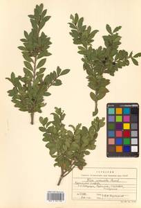 Ilex crenata Thunb., Siberia, Russian Far East (S6) (Russia)