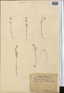 Filago arvensis L., Middle Asia, Pamir & Pamiro-Alai (M2)