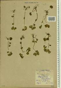 Chrysosplenium alternifolium L., Eastern Europe, Eastern region (E10) (Russia)