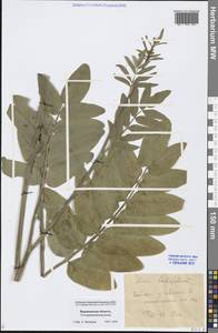 Sium latifolium L., Eastern Europe, Central forest-and-steppe region (E6) (Russia)