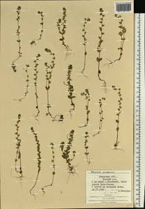 Veronica arvensis L., Eastern Europe, West Ukrainian region (E13) (Ukraine)