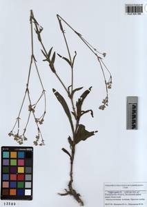 KUZ 004 366, Gypsophila altissima L., Siberia, Altai & Sayany Mountains (S2) (Russia)