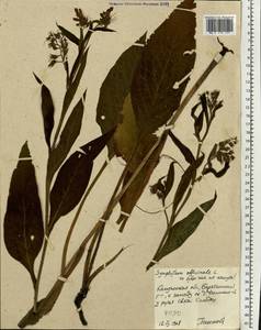 Symphytum officinale L., Eastern Europe, Central region (E4) (Russia)