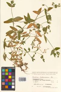 Cerastium fischerianum Ser., Siberia, Chukotka & Kamchatka (S7) (Russia)