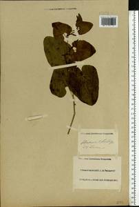 Aristolochia clematitis L., Eastern Europe, Lower Volga region (E9) (Russia)