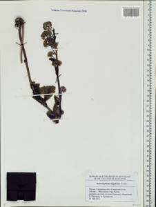 Hylotelephium telephium subsp. telephium, Eastern Europe, Middle Volga region (E8) (Russia)