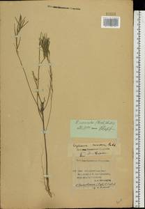 Erysimum leucanthemum (Stephan ex Willd.) B. Fedtsch., Eastern Europe, Lower Volga region (E9) (Russia)