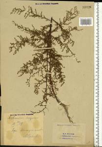 Artemisia scoparia Waldst. & Kit., Eastern Europe, Eastern region (E10) (Russia)