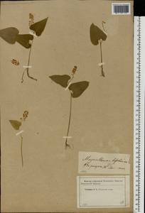 Maianthemum bifolium (L.) F.W.Schmidt, Eastern Europe, Western region (E3) (Russia)