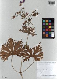 KUZ 000 123, Geranium pratense L., Siberia, Altai & Sayany Mountains (S2) (Russia)
