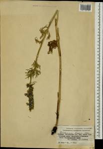 Delphinium freynii Conrath, Caucasus, Armenia (K5) (Armenia)