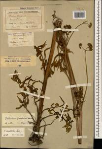 Valeriana officinalis L., Caucasus, Stavropol Krai, Karachay-Cherkessia & Kabardino-Balkaria (K1b) (Russia)