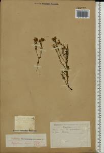 Hypericum elegans Steph. ex Willd., Eastern Europe, Eastern region (E10) (Russia)