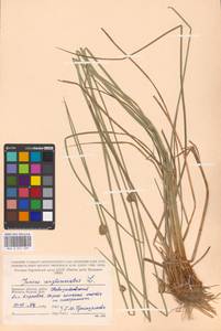 Juncus conglomeratus L., Eastern Europe, Western region (E3) (Russia)