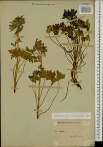 Delphinium caucasicum C. A. Mey., Caucasus, Stavropol Krai, Karachay-Cherkessia & Kabardino-Balkaria (K1b) (Russia)