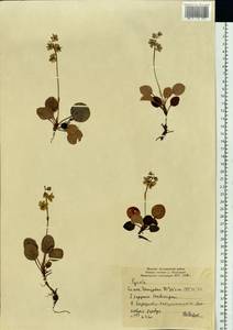 Pyrola grandiflora Radius, Siberia, Yakutia (S5) (Russia)