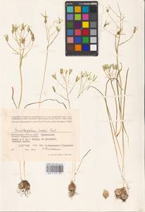 Ornithogalum orthophyllum subsp. kochii (Parl.) Zahar., Eastern Europe, Lower Volga region (E9) (Russia)