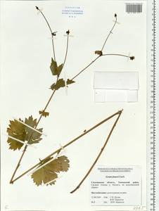 Geum macrophyllum var. sachalinense (Koidz.) H. Hara, Siberia, Russian Far East (S6) (Russia)