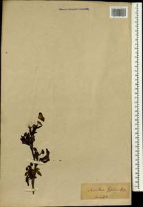 Aconitum fischeri Rchb., South Asia, South Asia (Asia outside ex-Soviet states and Mongolia) (ASIA) (Japan)