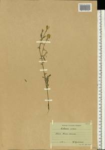 Centaurea arenaria M. Bieb. ex Willd., Eastern Europe, Rostov Oblast (E12a) (Russia)