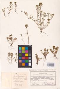 Lythrum volgense D. A. Webb, Eastern Europe, Volga-Kama region (E7) (Russia)