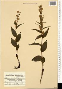 Cephalanthera damasonium (Mill.) Druce, Caucasus, Black Sea Shore (from Novorossiysk to Adler) (K3) (Russia)