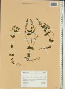 Veronica vindobonensis (M. Fisch.) M. Fisch., Eastern Europe, Belarus (E3a) (Belarus)