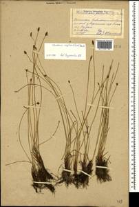 Eleocharis uniglumis (Link) Schult., Caucasus, Dagestan (K2) (Russia)