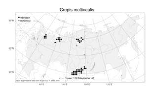 Crepis multicaulis Ledeb., Atlas of the Russian Flora (FLORUS) (Russia)