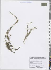 Cherleria arctica (Steven ex Ser.) A. J. Moore & Dillenb., Siberia, Central Siberia (S3) (Russia)