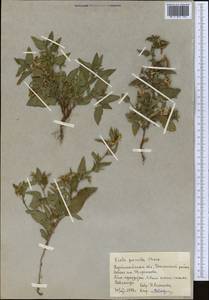 Viola pumila Chaix, Middle Asia, Northern & Central Kazakhstan (M10) (Kazakhstan)