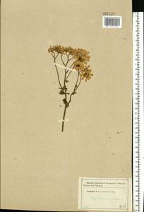Tanacetum corymbosum subsp. corymbosum, Eastern Europe, Western region (E3) (Russia)