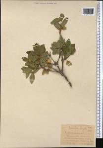 Lonicera hispida Pall. ex Roem. & Schult., Middle Asia, Northern & Central Tian Shan (M4) (Kazakhstan)