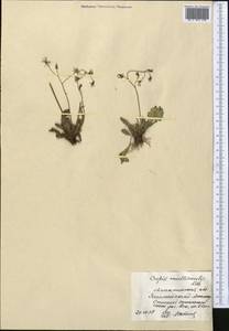 Crepis multicaulis Ledeb., Middle Asia, Northern & Central Tian Shan (M4) (Kazakhstan)