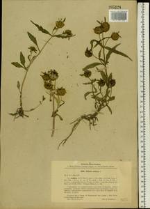 Bidens cernua L., Eastern Europe, South Ukrainian region (E12) (Ukraine)