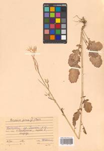 Brassica juncea (L.) Czern., Siberia, Russian Far East (S6) (Russia)