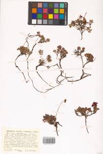 Geum selinifolium (Fisch. ex F. Schmidt) Hultén, Siberia, Russian Far East (S6) (Russia)