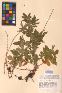 Agrimonia eupatoria L., Eastern Europe, Lower Volga region (E9) (Russia)
