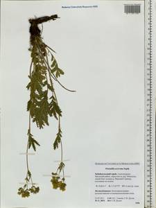 Potentilla tanacetifolia Willd. ex D. F. K. Schltdl., Siberia, Baikal & Transbaikal region (S4) (Russia)