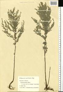 Artemisia austriaca Jacq., Eastern Europe, Central region (E4) (Russia)