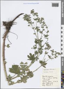 Potentilla intermedia L., Eastern Europe, Moscow region (E4a) (Russia)