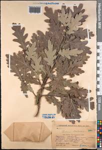 Quercus hartwissiana Steven, Caucasus, Krasnodar Krai & Adygea (K1a) (Russia)